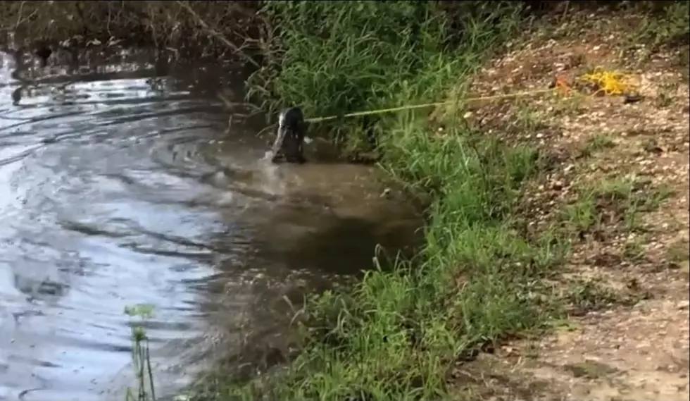 VIDEO: Alligator Steals Fisherman&#8217;s Catch at Tuscaloosa&#8217;s Van de Graaff Park