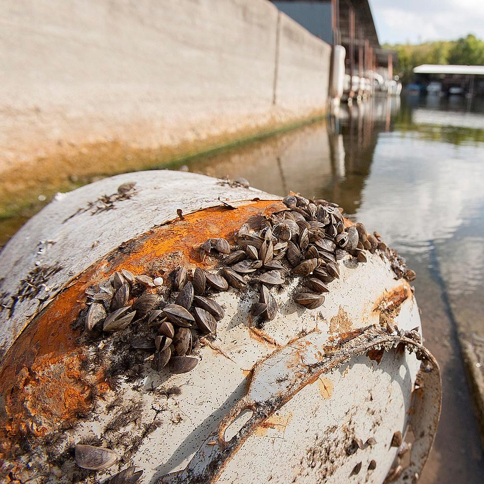 Dangerous Zebra Mussels Have Invaded Holt Lake Near Tuscaloosa, Alabama
