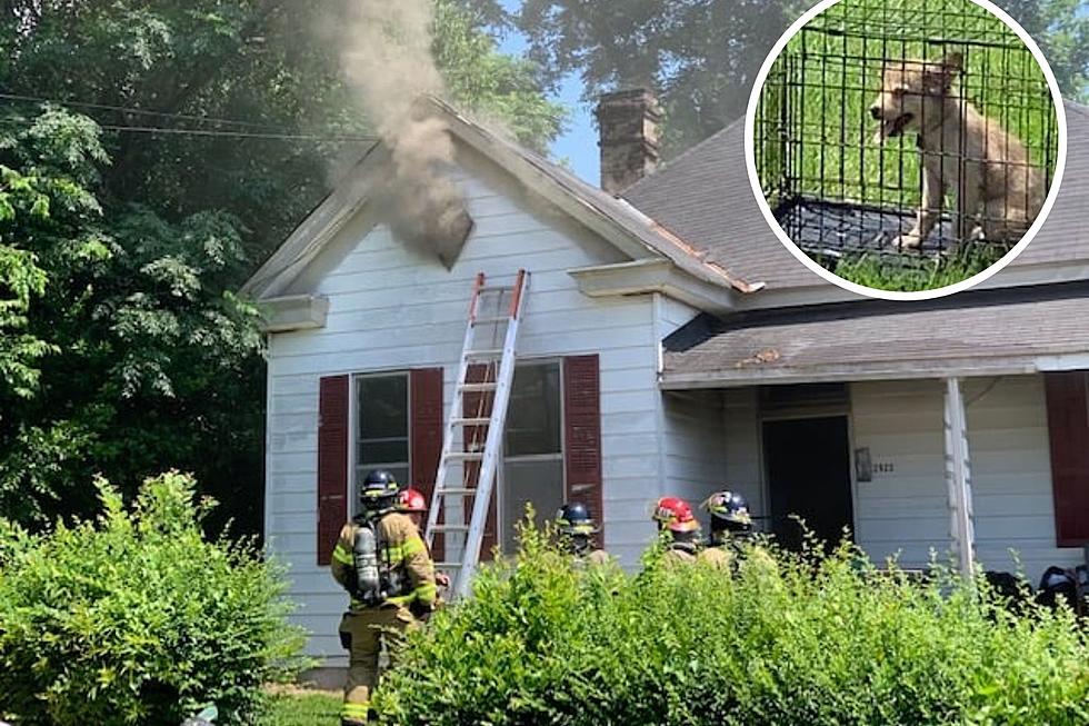 Tuscaloosa Fire Rescue Saves Puppy from Afternoon Blaze