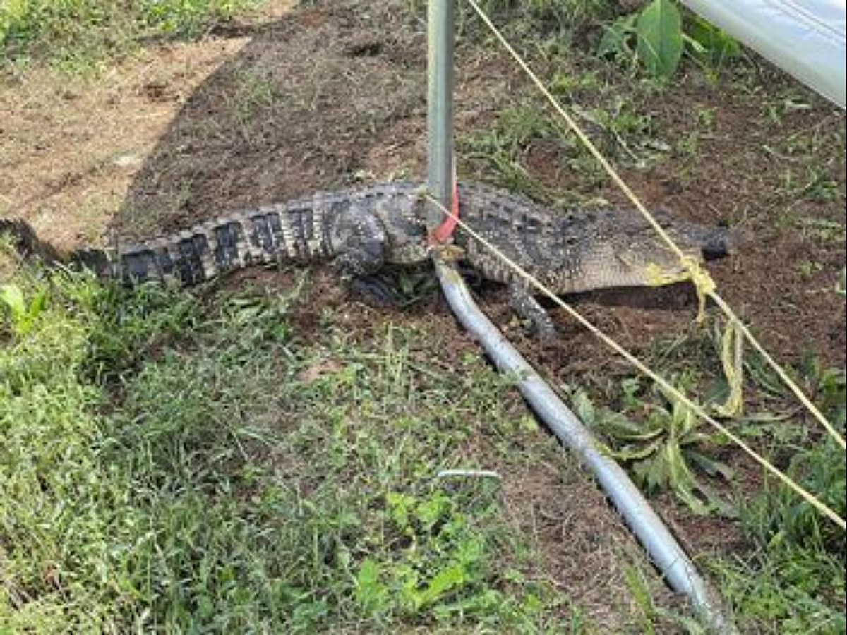 No Honey Badger this time against Gators