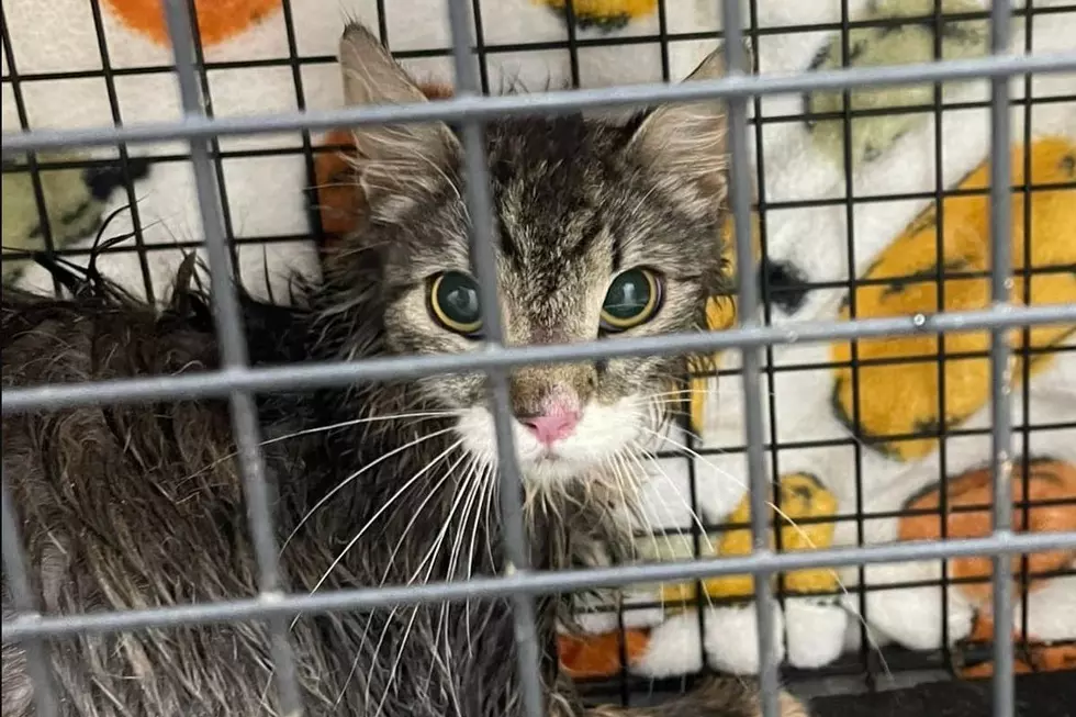 Tuscaloosa Nonprofit Rescues Feral Cats from McFarland Mall Demolition Site