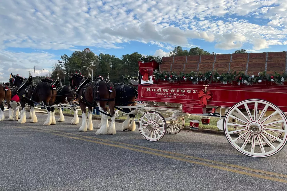 The Budweiser Clydesdales Are Back In Tuscaloosa This Weekend — Here’s Their Schedule!