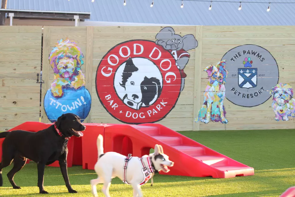 "Good Dog" Dog Park, Pet Resort and Bar Now Open in Tuscaloosa