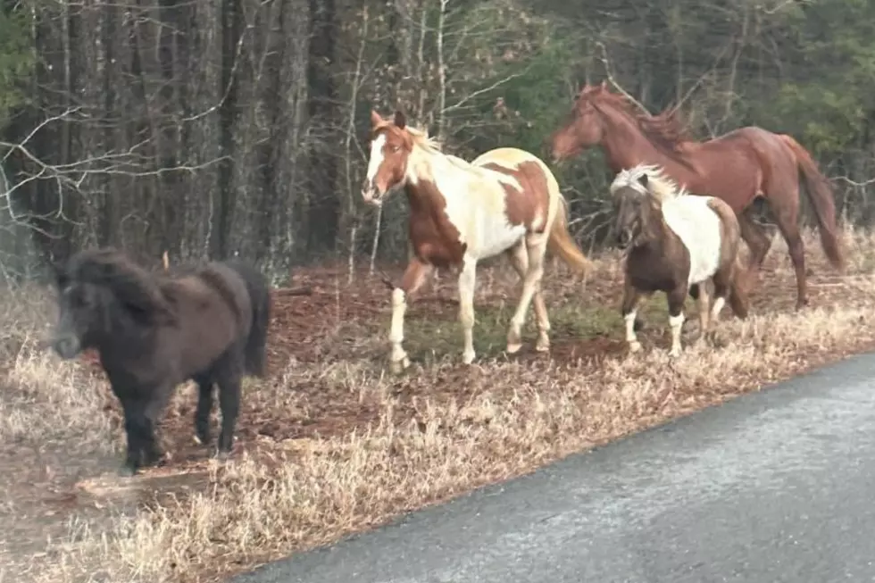 Deputies Searching for Horses Spotted in Southern Tuscaloosa County Monday