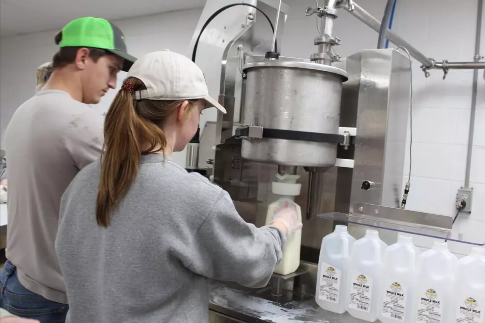 Gordo Natives Launch Dairy Farm, Bringing Fresh Milk Back to Area