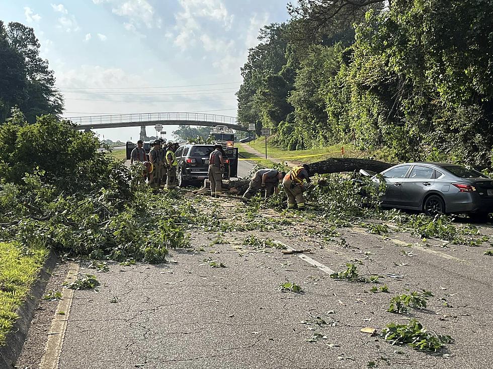 2 Cars Hit, Minor Injuries Reported When Tree Falls on Road in Tuscaloosa