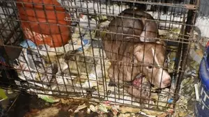 Animal Fighting Continues to Be A Major Problem In Alabama