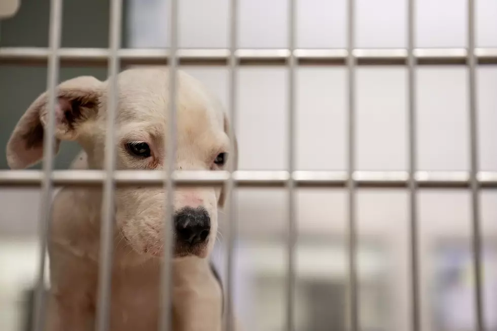 ALL Dogs at Tuscaloosa Shelter Must Have 3-Day Foster During Upcoming Kennel Maintenance