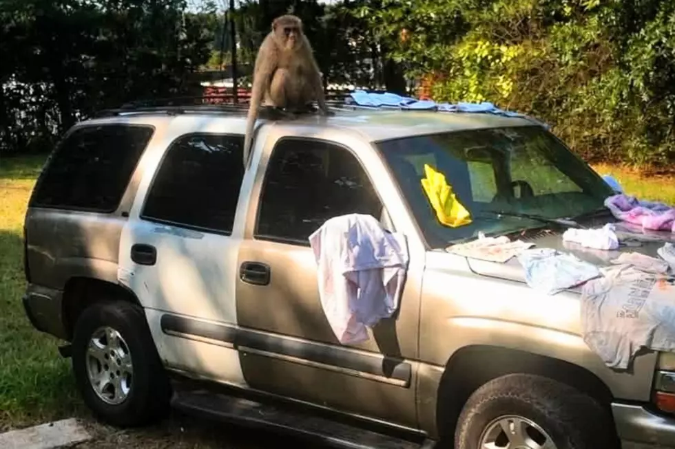 Monkey Reportedly on the Loose in Tuscaloosa, Police Warn Not to Approach