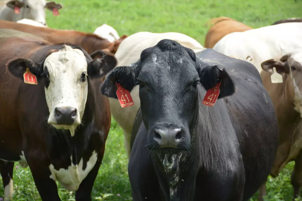 Area Cattle Producers Worry About Trump’s Influx of Cheap Foreign Beef