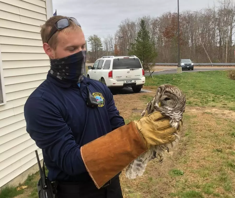 Injured Owl Helped By York Police After Being Hit By Car