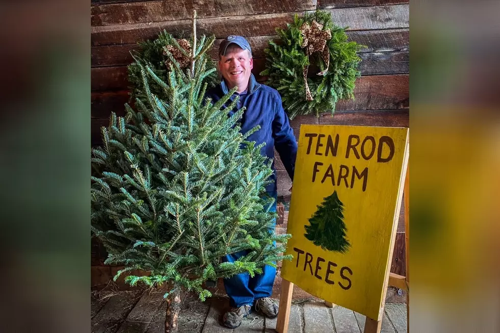 Giving Season: Rochester Farm Offering Free Christmas Trees