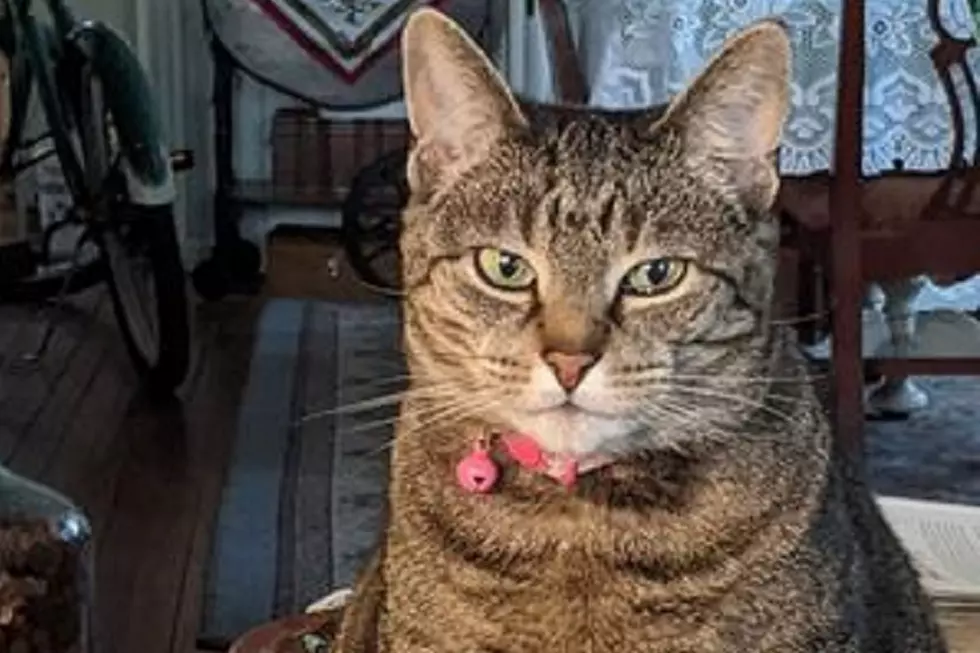Sununu Supports Bill Equalizing Penalty For Hitting a Cat