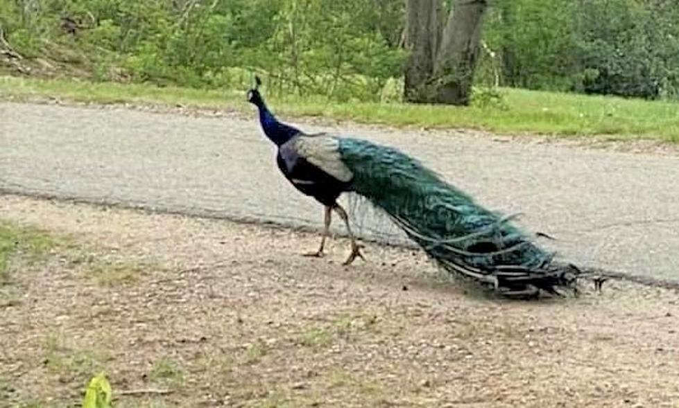 Peacock Evades Northwood Owner After Daring Escape