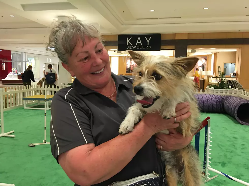 Malls Welcomed Dogs. The Results Have Been Ruff. - WSJ