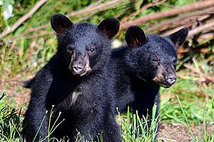 Hampton Police: Watch Out for Hungry Bears That Want Your Bird Feeders, Trash Cans