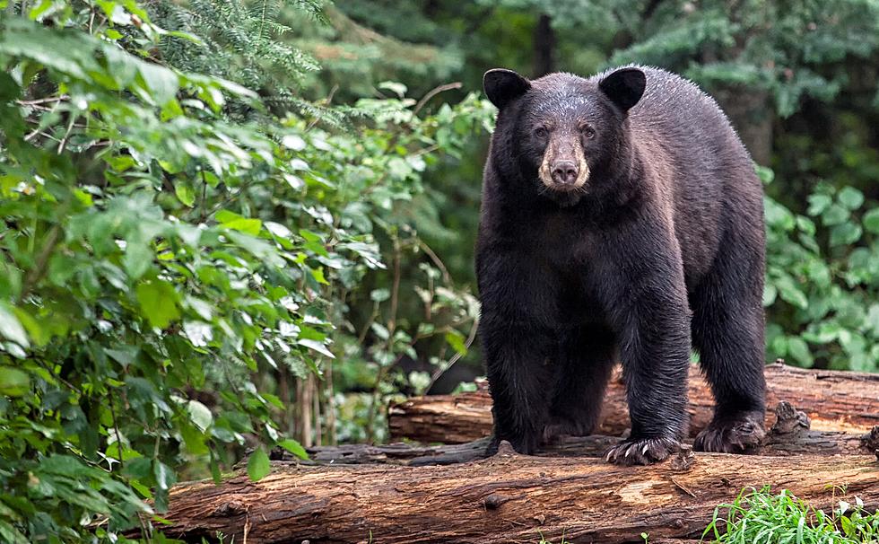 UNH: Black Bears May Protect Gray Fox Population