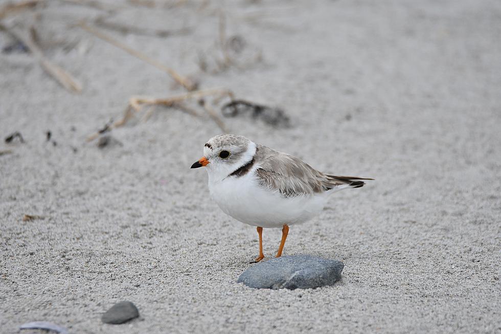 Hampton Beach, NH Fireworks Back On as Newborn Piping Plovers Begin to Fly