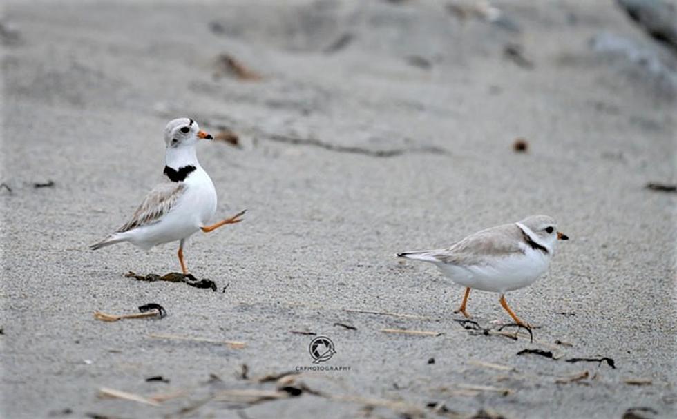 NH Fish and Game: Help Protect Endangered Piping Plovers