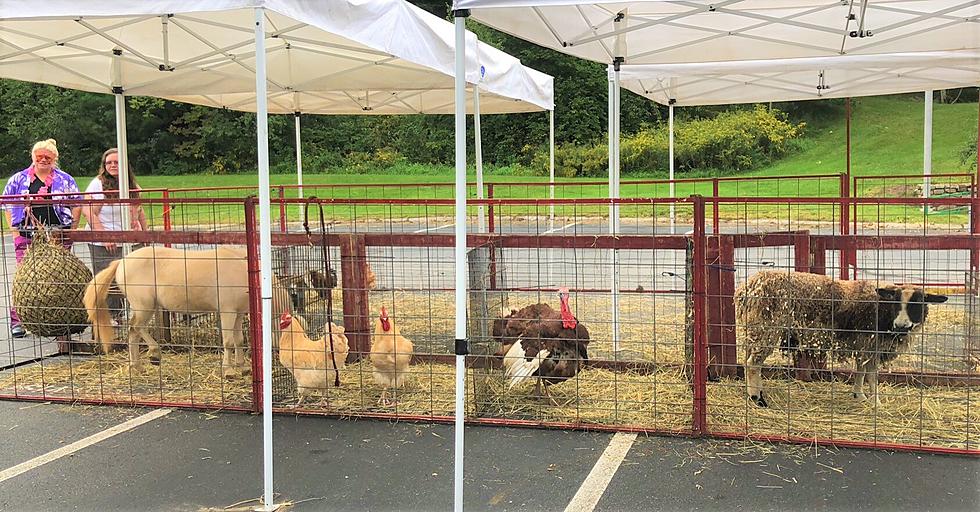 See Farm Animals at Dover Public Library in NH on Monday