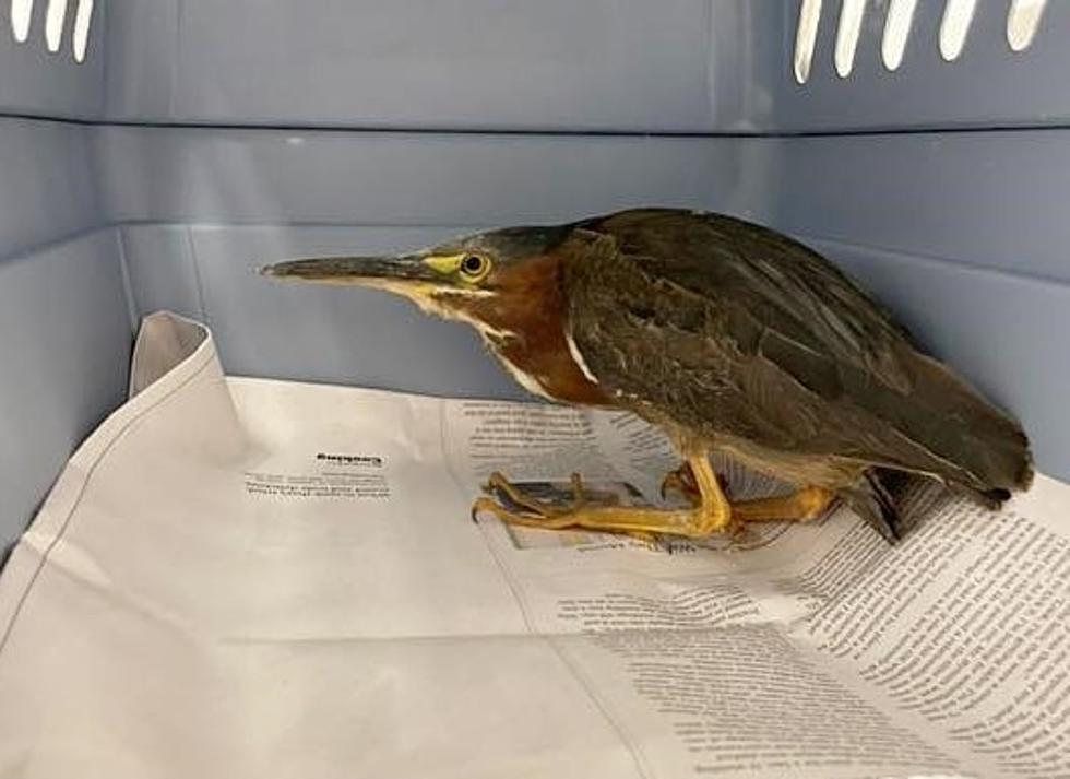 Unique Birds Brought to Center for Wildlife in Cape Neddick, Maine for Treatment