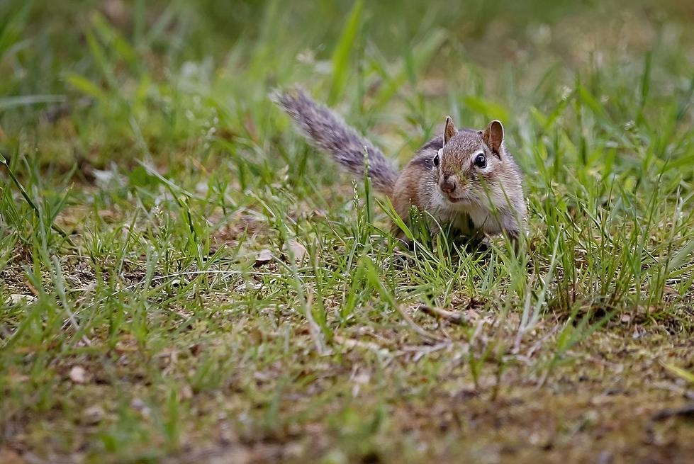 Here’s Why There’s Been a Crazy Increase in Chipmunk Population in NH This Year