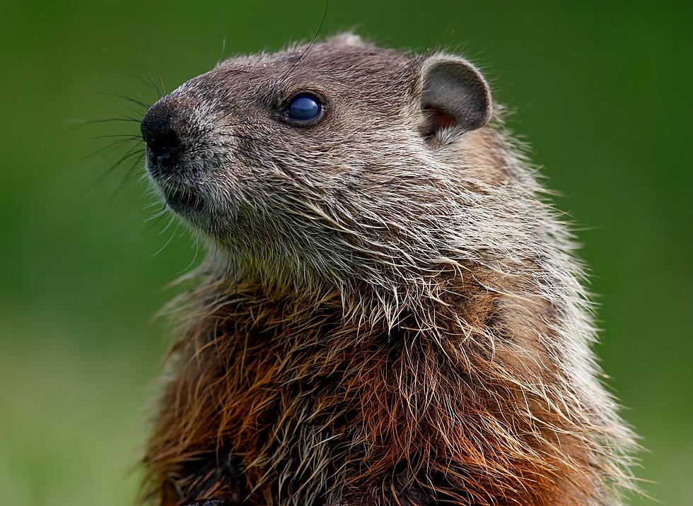 Pesky Vermin at Wagon Hill Farm in Durham, NH May Have Not Been Dumped There