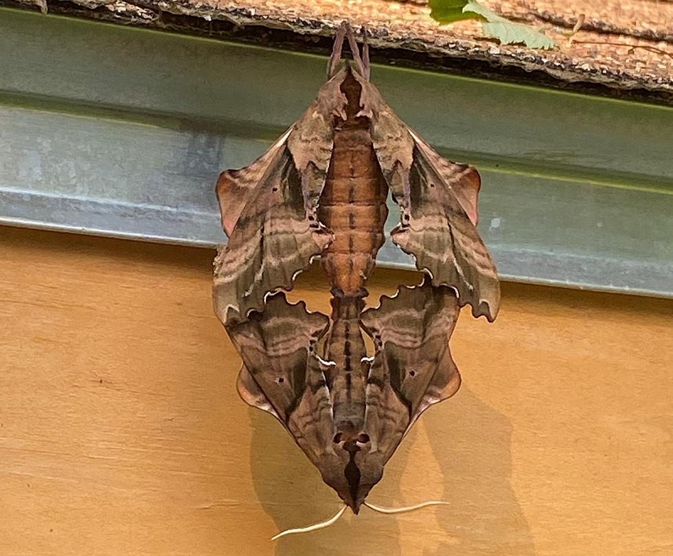 Mystery Solved! Bugs on She-Shed Identified by Scientists in NH