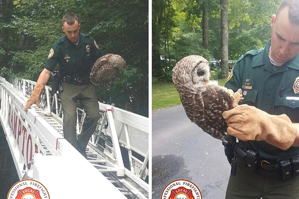 Watch Hampton Nh Fire Police Fish Game Rescue Owl From Tree
