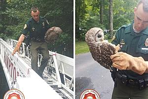WATCH: Hampton, NH Fire, Police, Fish &#038; Game Rescue Owl from Tree