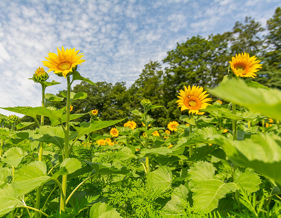 These Are the Best Days To Go to the Sunflower Festival in Lee, NH