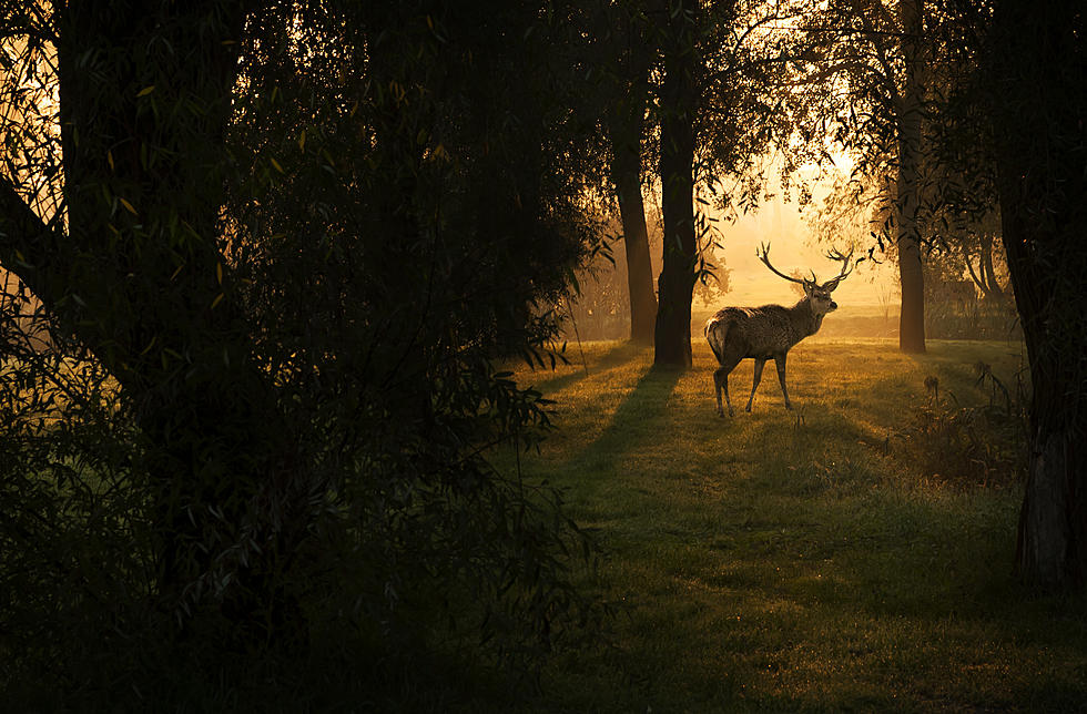 Youth Deer Hunting Weekend Scheduled in New Hampshire