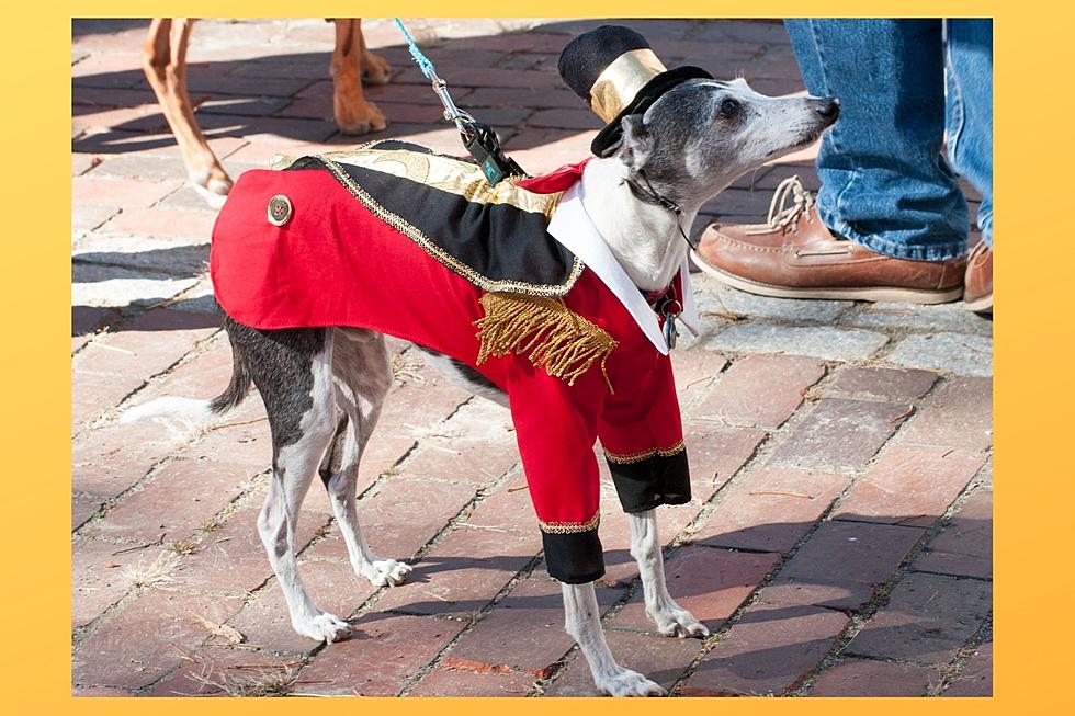 Dress Up Your Dog For This Dover, NH “Howloween” Celebration