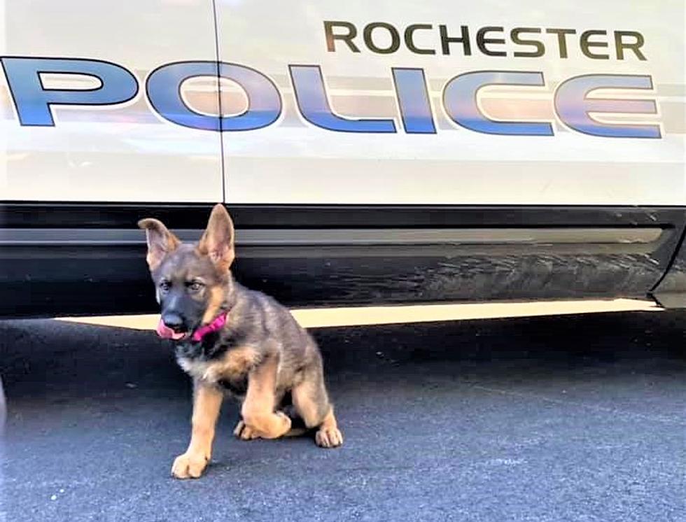 New Rochester, NH Police Dog Has a Name and You May Believe It&#8230; Or Not