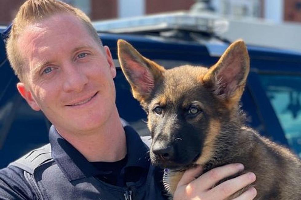 The Newest Member of the Rochester, NH Police Department Is an Adorable Puppy