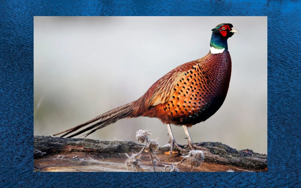 Pheasant Hunting Begins on Friday in New Hampshire