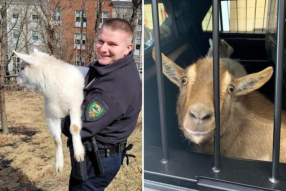 Exeter, NH Police Round Up Goats on the Run