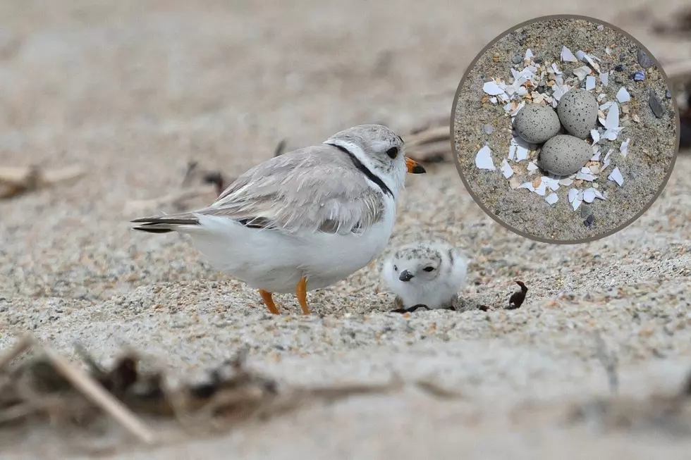 Piping Plovers Force Cancellation of Hampton Beach Fireworks