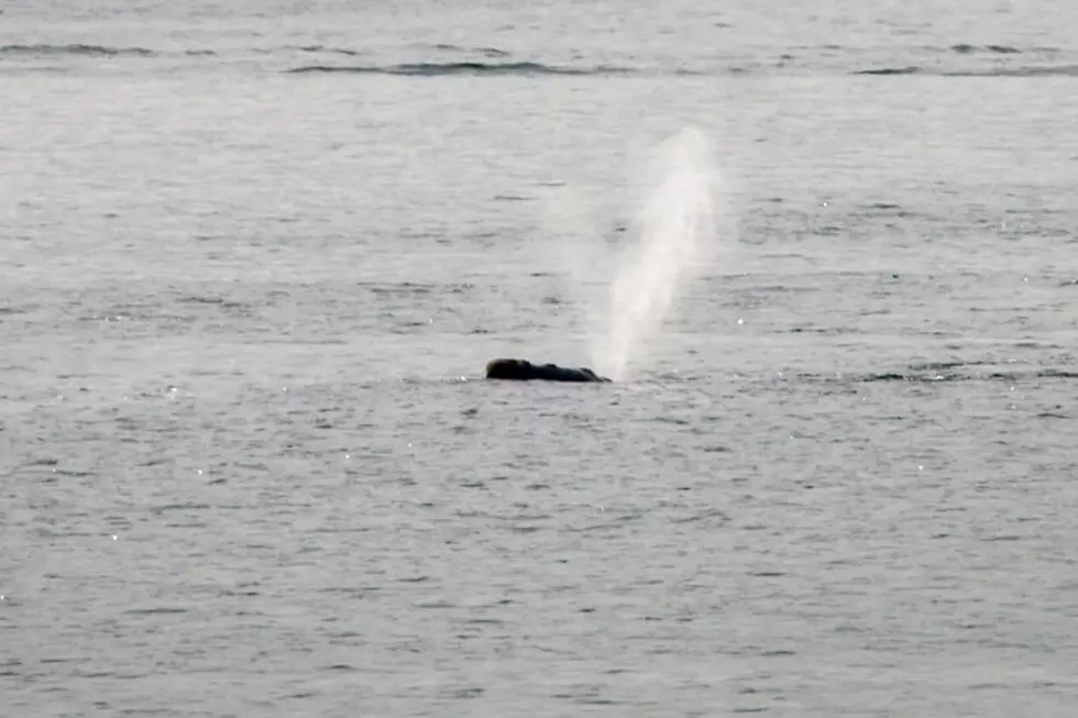 Two Rare Right Whales Spotted Off NH Seacoast