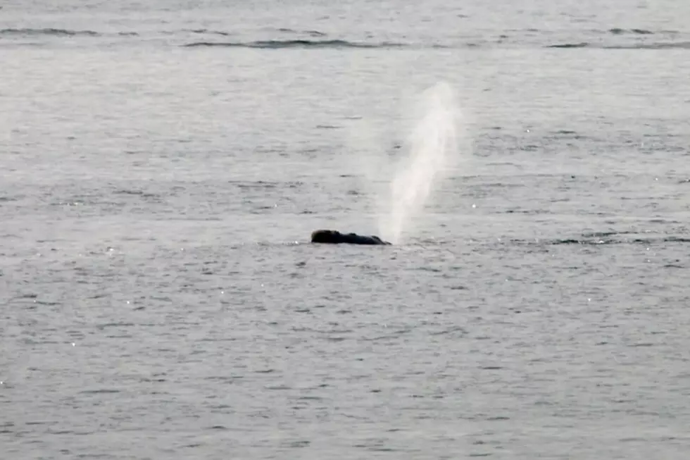 Two Rare Right Whales Spotted off NH Seacoast 