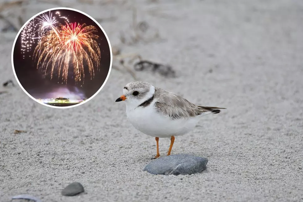 Piping Plovers Being Watched in Hampton Beach, NH, for Conflict With Fireworks