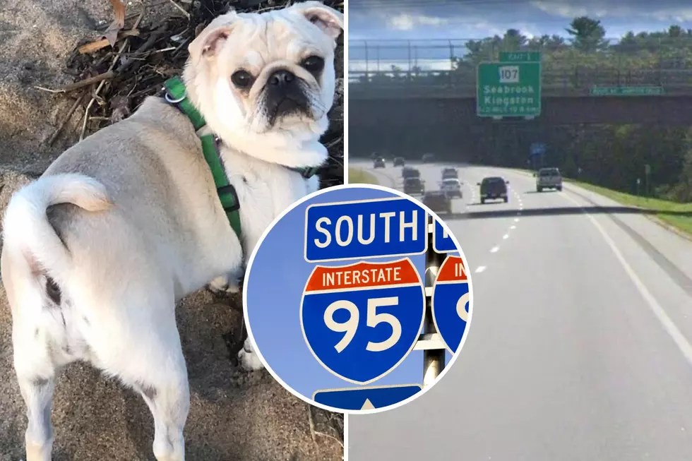 Dog Goes Missing Along I-95 in Seabrook, NH After Crash