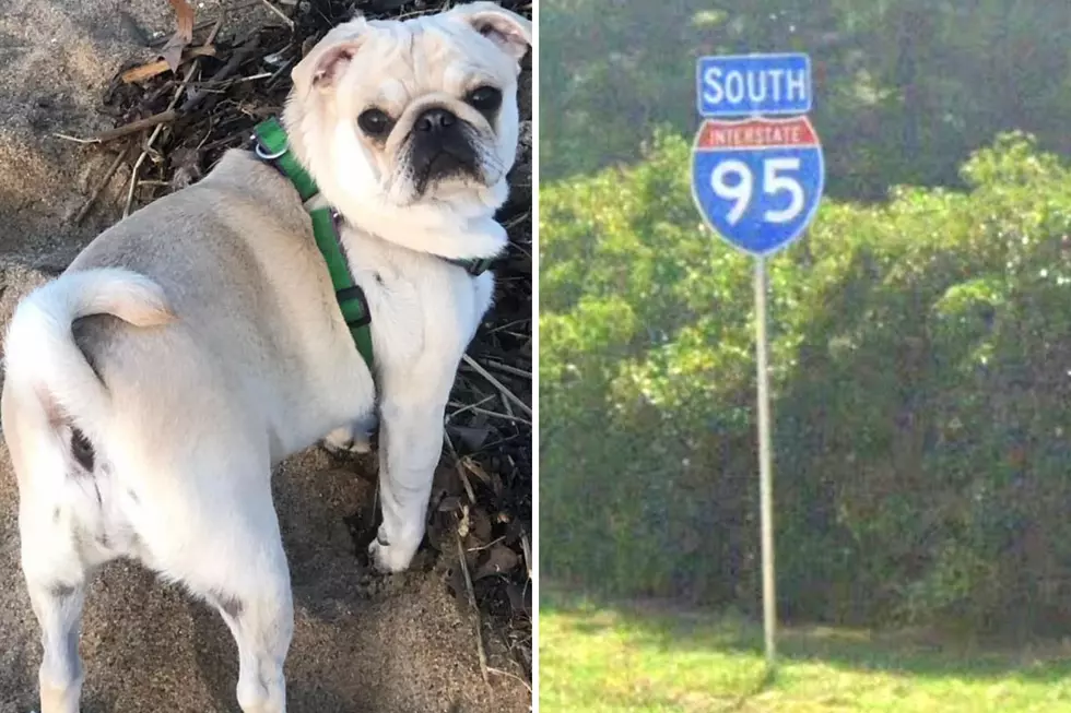 Dog Who Ran From I-95 Crash Scene in Seabrook, New Hampshire, is Found