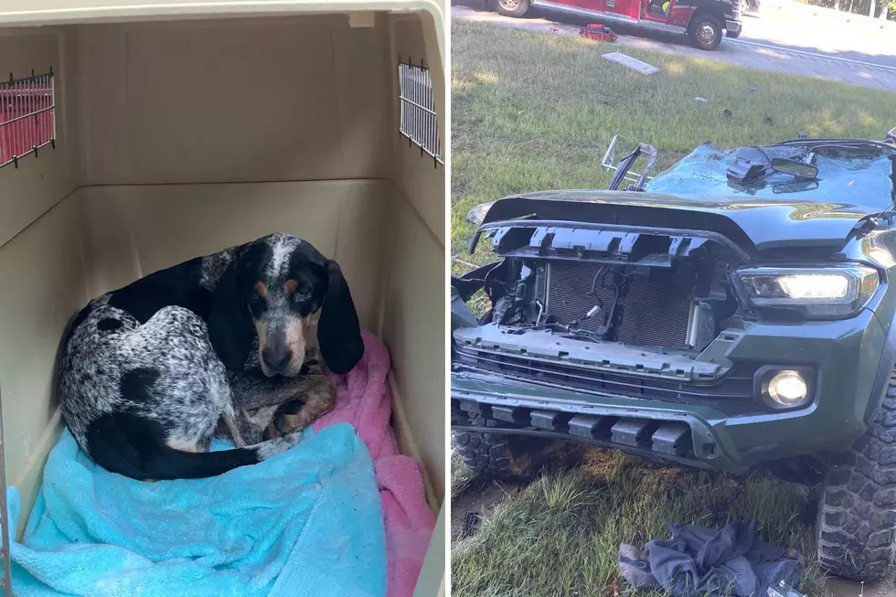 Runaway Dog from Maine Turnpike Crash Found by Trooper