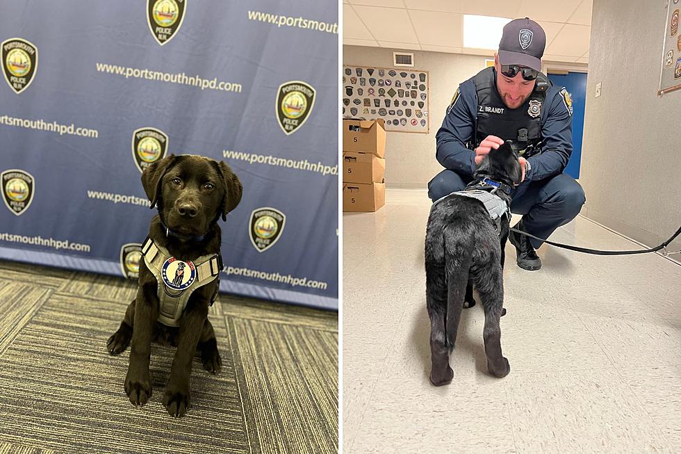 Portsmouth, New Hampshire, Police Pick Their New Comfort Dog