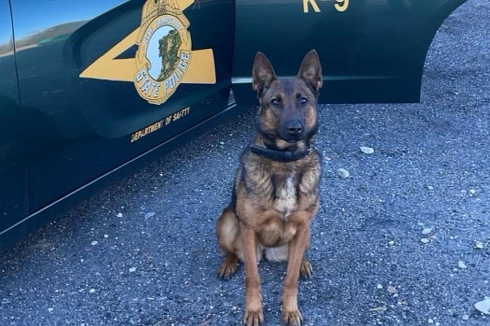K-9 Takes Down Man After 20-Mile Pursuit on Route 4