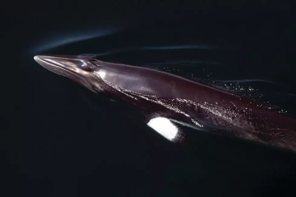 Minke whale at the surface