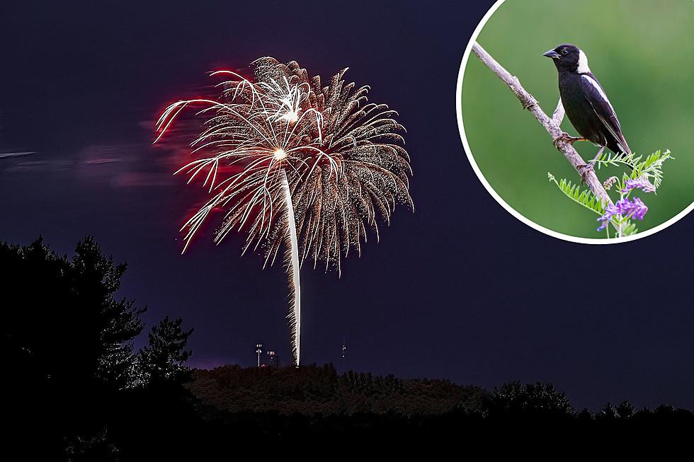 Amesbury Fireworks Postponed by Another Bird