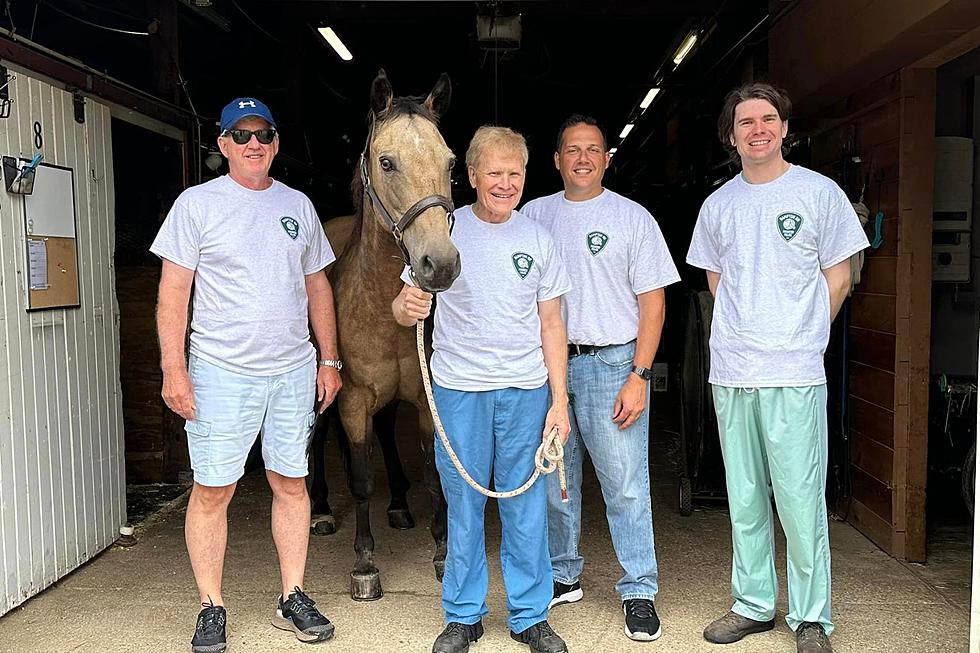 Hampton, New Hampshire, Police Horse Tucker Recovers From Major Surgery