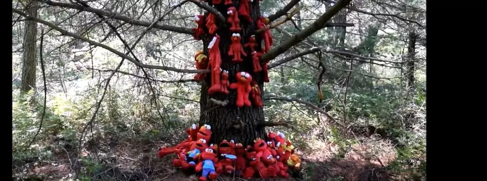 ‘Elmo Tree’ Deep in a Plymouth, Massachusetts, Forest Baffles Hiker